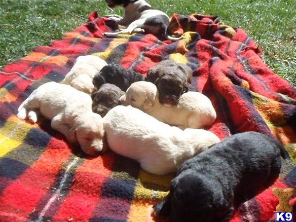 Puppies in IA